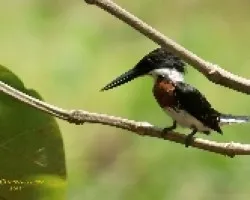 Chlorocerile americana