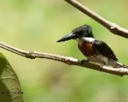 Kingfisher