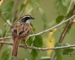 Aimophila ruficauda