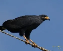Buteogallus subtilis
