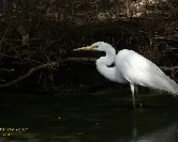 Ardea alba