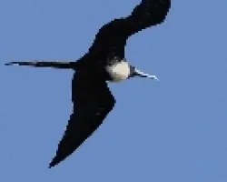  Fregata magnificens