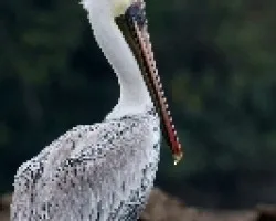Pelecanus occidentalis