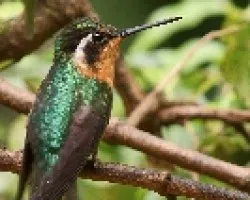 Lampornis calolaemus