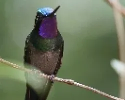 Lampornis calolaemus