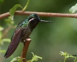 Lampornis calolaemus