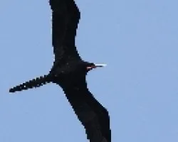 Fregata magnificens