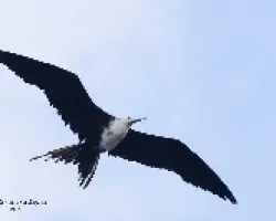 Fregata magnificens
