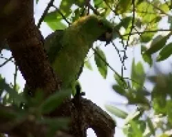 Amazona auropalliata