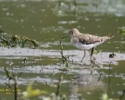 Tringa solitaria