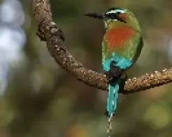 Eumomota superciliosa