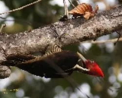 Campephilus guatemalensis