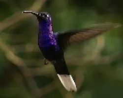 Campylopterus hemileucurus