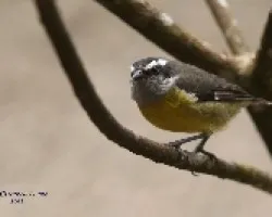 Coereba flaveola