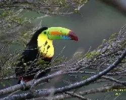 Ramphastos sulfuratus