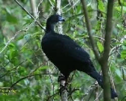 Chamaepetes unicolor