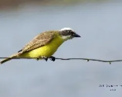  Conopias albovittatus