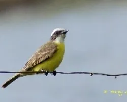 Myiozetetes similis