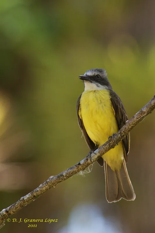 El Humo, Pejibaye, Jiménez, Cartago