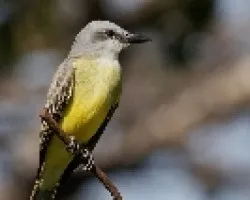 Tyrannus melancholicus