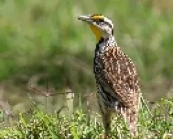 Sturnella magna
