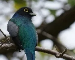 Trogon violaceus