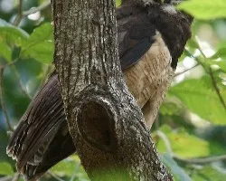 Pulsatrix perspicillata