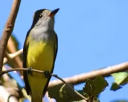 Myiarchus crinitus ?