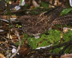 Caprimulgus saturatus