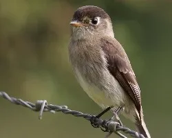 Empidonax atriceps
