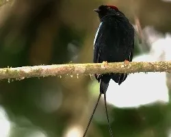 Chiroxiphia linearis
