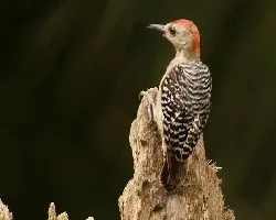 Melanerpes rubricapillus