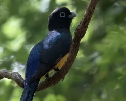 Trogon melanocephalus