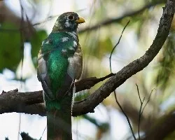 Trogon elegans