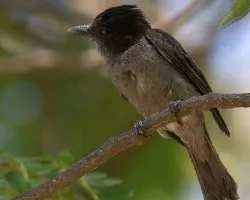 Pachyramphus aglaiae