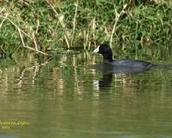 Fulica americana