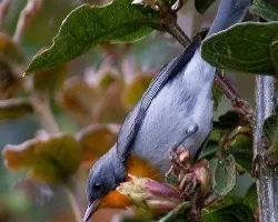 Parula gutturalis