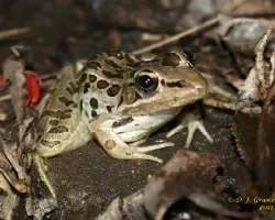 Leptodactylus fragilis