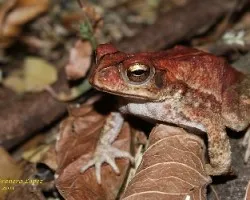 Bufo luetkenii