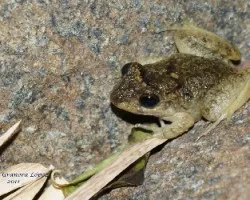 Craugastor fitzingeri