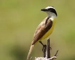 Pitangus sulphuratus