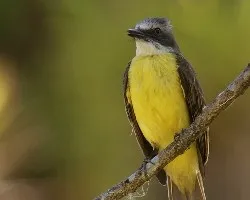 Myiozetetes granadensis