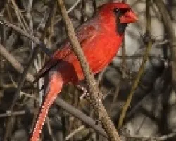 Cardinalis cardinalis (Northern Cardinal)