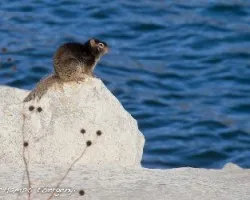 Spermophilus variegatus