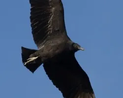 Coragyps atratus (Black Vulture)