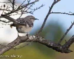 Mimus polyglottos (Northern Mockingbir)