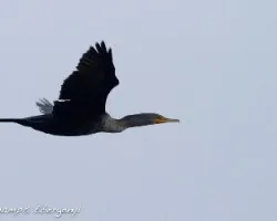 Phalacrocorax auritus