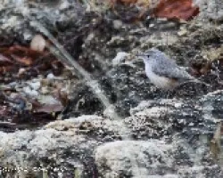 Salpinctes obsoletus