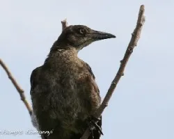 Quiscalus mexicanus