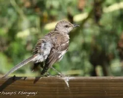 Mimus polyglottos